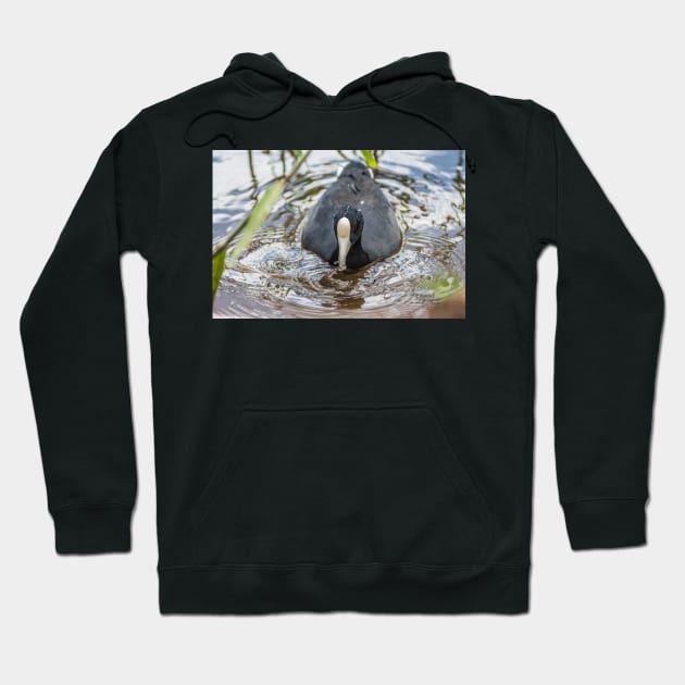 Hawaiian coot in Honolulu Hoodie by KensLensDesigns